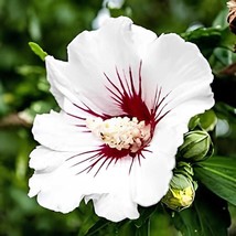 100 Seeds White Hibiscus Flowers Perennial Plants - $15.41 CAD