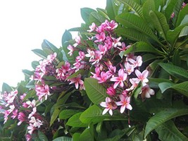 Hawaiian Pink Plumeria Plant Cuttings Pack of 12 - £158.97 GBP