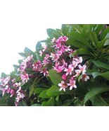 Hawaiian Pink Plumeria Plant Cuttings Pack of 12 - £157.13 GBP