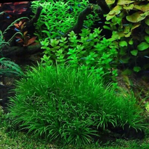 Mixed Aquatic Plants Bulk Aquarium Grass Water Mixed - 1000 Seeds - $239.89 MXN