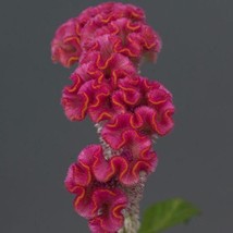 Celosia Seeds 25 Pelleted Seeds Celosia Neo Pink   - £18.88 GBP