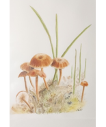 Signed Watercolour Fungi Print - $328.06 MXN