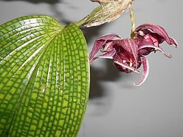 Bulbophyllum Reticulatum Small Orchid Seedling Potted - £69.98 GBP