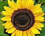 Domino Sunflower Seeds 50 Seeds Non-Gmo Fast Shipping - $7.99