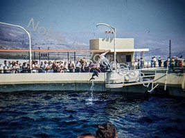 1959 Marineland of Pacific Whale Through Hoop California Kodachrome 35mm Slide - £4.35 GBP