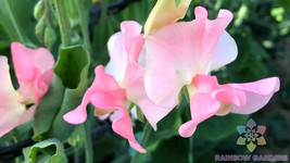 HS  50+ Sally Ann Sweet Pea Seeds For Garden Planting - USA  - £5.52 GBP