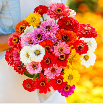 20 Zinnia Seeds California Giants Multi Color Flowers Big Blooms/Organic - Ts - £2.58 GBP