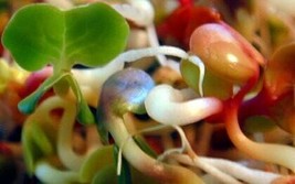 Radish Sprouting Seeds 4 Ounces Tangy USA Seeds Fast Shipping - £18.35 GBP