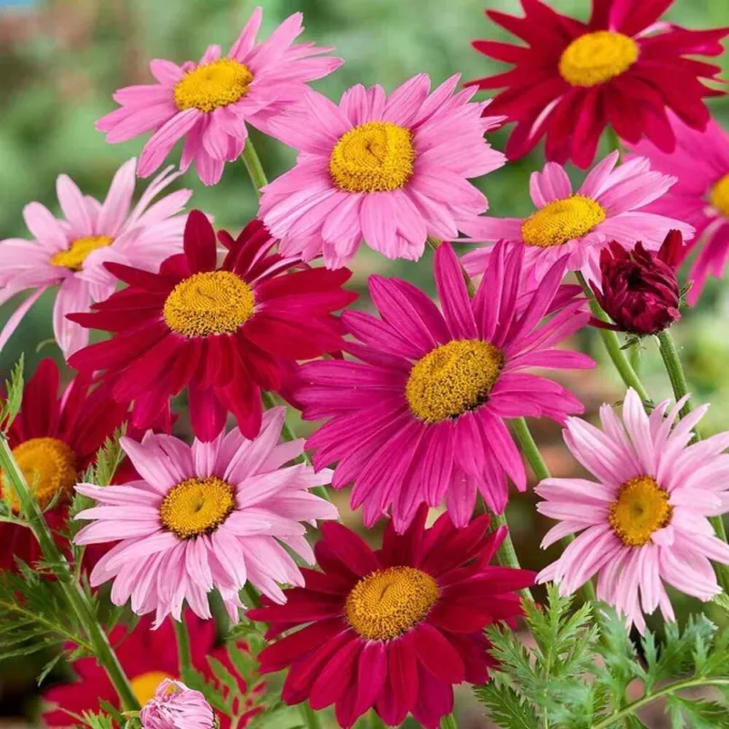 1000 Painted Daisy Seeds Chrysanthemum Easy to Grow Perennial - £14.86 GBP