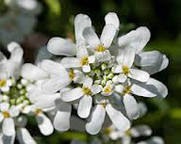 Candytuft Seed, Tall Mix, 500 Seeds, Beautiful Pink, Lavender, White Flowers.