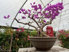 Beautiful Blooming Purple Old Live Bougainvillea Bonsai Tree Live Plant - $545.00