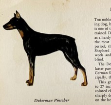 Doberman Pinscher 1939 Dog Breed Art Ole Larsen Color Plate Print Antiqu... - $29.99