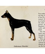 Doberman Pinscher 1939 Dog Breed Art Ole Larsen Color Plate Print Antiqu... - $559.49 MXN