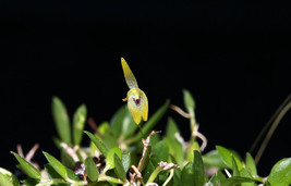 Barbosella Gardneri Miniature Orchid Mounted - £25.80 GBP
