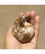 Moroccan Fagesia Ammonite Fossil – Rare Cretaceous Ammonites Specimen Am... - $37.63 CAD