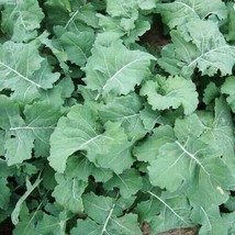 SR12Store Premier Kale Seeds 500 Early Hanover Garden Vegetable Green Salad US P - £6.79 GBP