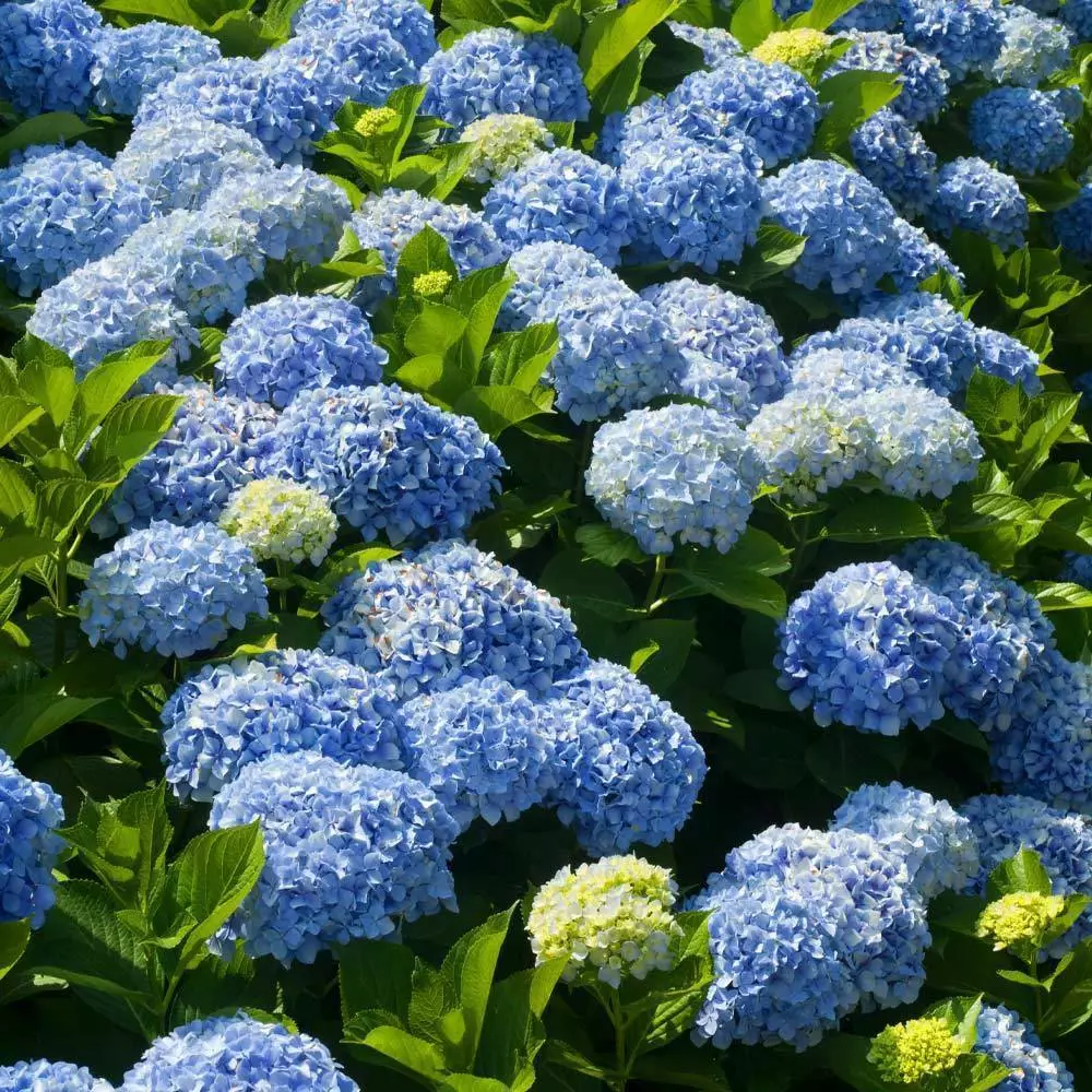 3&quot; Pot Nikko Blue Mophead Bush 6-10&quot; Tall Live Plant Hydrangea macrophylla - $69.90