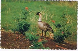 Hawaii Postcard Hawaiian Goose Or Nene State Bird - £1.69 GBP
