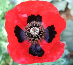VP Red Lady Bird Flanders Poppy Papaver Commutatum Scarlet Black Flower 150 Seed - £3.84 GBP