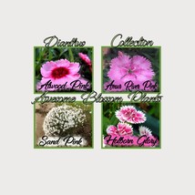 Fresh USA Seller Pick A 4 Pack Of Dianthus Seed - £15.25 GBP