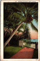 Bearing Cocoanut Tree Florida Postcard PC178 - £3.98 GBP