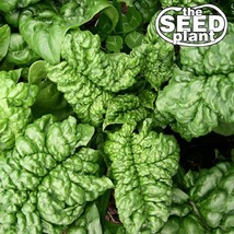 Fresh Bloomsdale Spinach Seeds 100 Seeds NON-GMO - £8.72 GBP