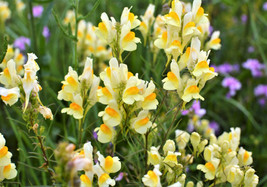 500 Seeds Butter &amp; Eggs Toadflax Linaria Vulgaris Wild Snapdragon Yellow Flower  - £7.61 GBP
