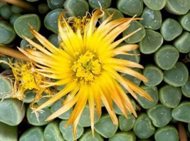 HOT Fenestraria rhopalophylla exotic baby toes ice plant seed living roc... - £14.85 GBP