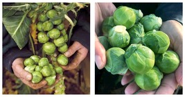 Brussels Sprout Seeds 15 Seeds Fresh Seeds - $30.99
