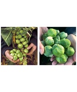 Brussels Sprout Seeds 15 Seeds Fresh Seeds - £24.36 GBP