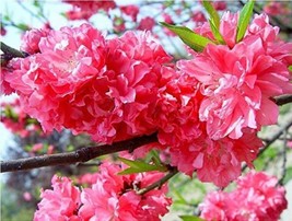  20PCS Dark Pink Azalea Seeds - £7.88 GBP