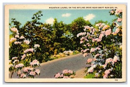 Mountain Laurel Skyline Drive Swift Run Gap Virginia VA Linen Postcard J19 - £1.54 GBP