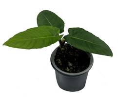 Adelonema SP Corrugada Houseplants|Green Live Indoor Plants| Live Plants... - $35.00