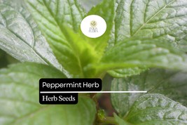 500 Seeds Peppermint, Mentha × Piperita, Aromatic Herb for Teas, Culinar... - $5.74