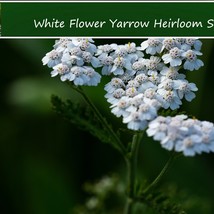 Flower Seeds White Yarrow 500 Seeds Achillea Perfect For Flower Beds And Mass Pl - $15.28