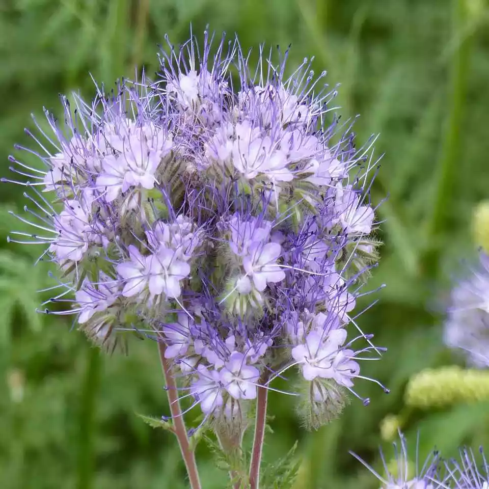 Semilir Lacy Phacelia Phacelia Tanacetifoli Annual Flower 250 Seeds - £7.29 GBP