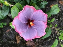 20 Seeds Hibiscus Light Purple Pink Fast Plant Heirloom Seeds Transform - $8.35