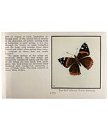 Red Admiral Nettle Butterfly 1934 Butterflies Of America Insect Art PCBG14B - €17,17 EUR