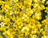 Sale 150 Seeds Yellow Verbascum Thapsus Common Mullein  Flower Herb  USA - £7.91 GBP