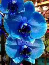 Blue Butterfly Orchid Seeds, fragrant pretty light up garden  Item NO: E... - $12.98