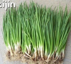 New Fresh Small Green Onion Seed Organic Seeds - $5.45