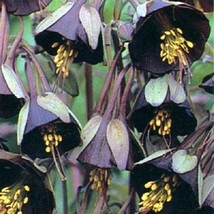 25+ Chocolate Soldier  Aquilegia Chocolate And Green Bi-Color / Perennial - $15.39