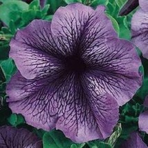 30 SEEDS PETUNIA GRANDIFLORA PRISM BLUEBERRY SUNDAE FAST BLOOM QUICK HEI... - $8.35