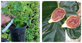 Fresh New Desert King Fig ficus carica Live Plant 1 QT - £43.14 GBP