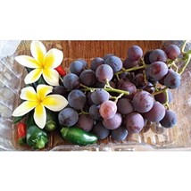 Japan Kyoho Grapes Aromatic Fragrant Flavor 20 Seeds #EPT06 - $20.17
