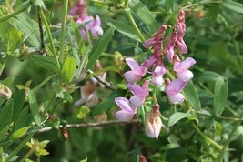 Bush Clover Lespedeza Bicolor Bushclover Shrub Pink Purple Flower, 50 SE... - £11.33 GBP