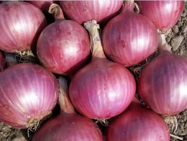 Red Burgundy Onion Seeds 200+ Vegetable Heirloom Non Gmo Fresh Garden - £5.09 GBP