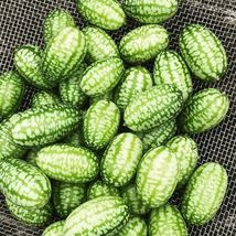 20 Mouse Melon Vegetable Seeds Cucumber Mexican Sour Gherkin Container - £14.33 GBP
