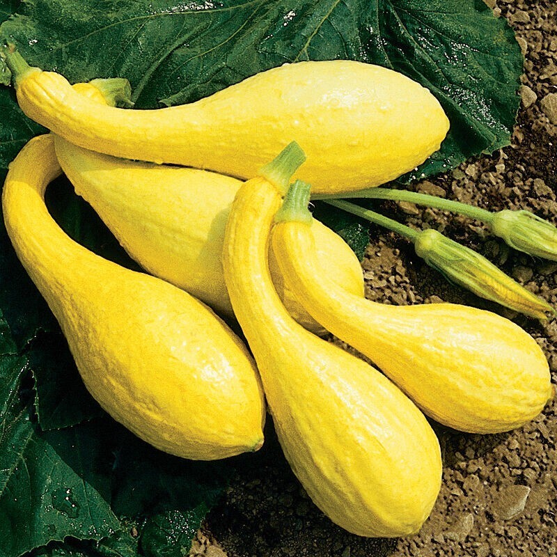 25+ Yellow Crookneck Squash Seeds - Golden Summer -- Heirloom - NON GMO ... - $2.19