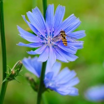 100 + Chicory Seeds  Purple  Perennial PlantingFlowers  Coffee Subst From Us - $8.00